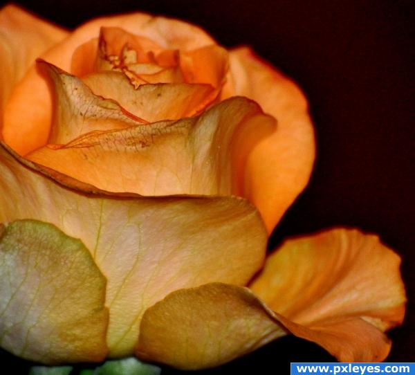 Orange Rose